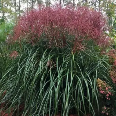 Мискантус МАЛЕПАРТУС китайский  в Солигорске
