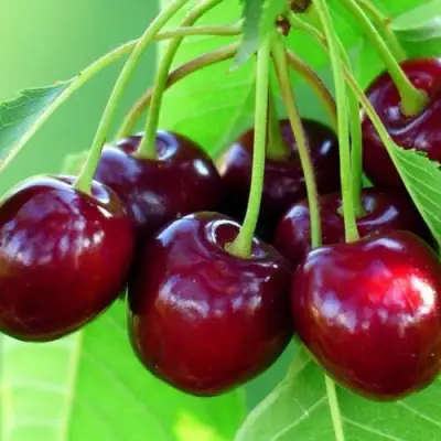 Вишня ВЯНОК в Солигорске