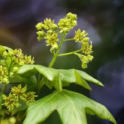 Клен полевой в Солигорске