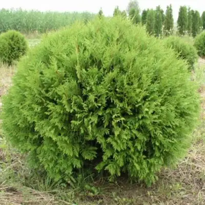 Туя ГЛОБОЗА западная в Солигорске