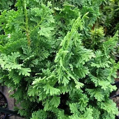 Туя ЗМАТЛИК западная в Солигорске