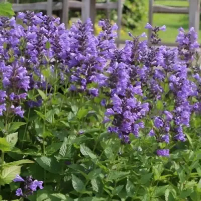 Котовник БЛЮ ДРИМС полусидячий в Солигорске