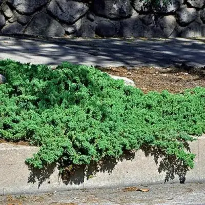 Можжевельник НАНА лежачий в Солигорске