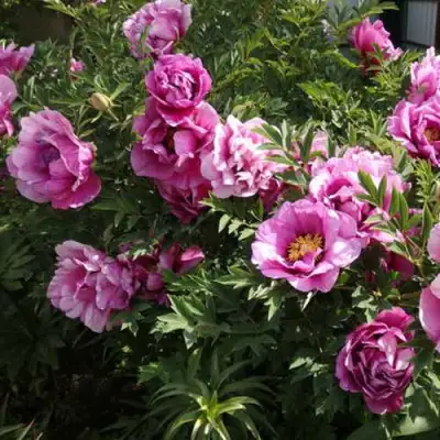 Пион ВРАТА ХРАМА древовидный  в Солигорске