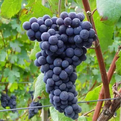 Виноград МУКУЗАНИ в Солигорске