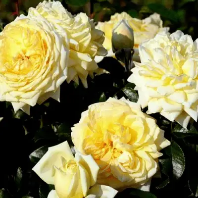 Роза НАДЯ МЕЙДИЛАНД почвопокровная в Солигорске