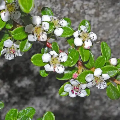 Кизильник ТАНГСТЕДТ горизонтальный  в Солигорске