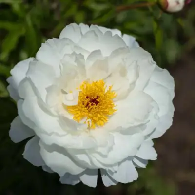 Пион МИСС АМЕРИКА травянистый в Солигорске