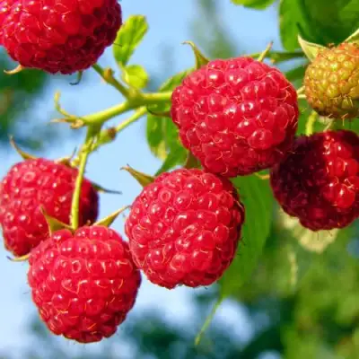 Малина МЕТЕОР в Солигорске