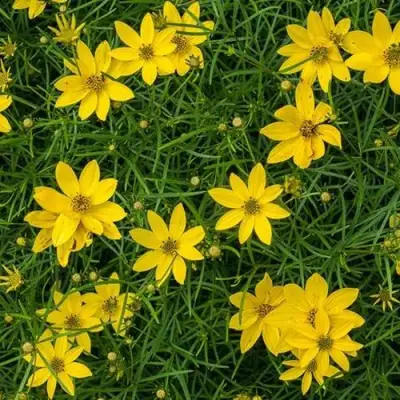 Кореопсис мутовчатый в Солигорске