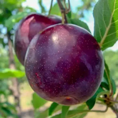 Слива АНЖЕЛИНО в Солигорске