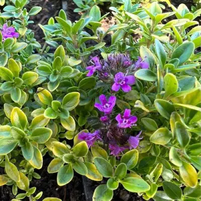 Тимьян АРЧЕРЗ ГОЛД в Солигорске