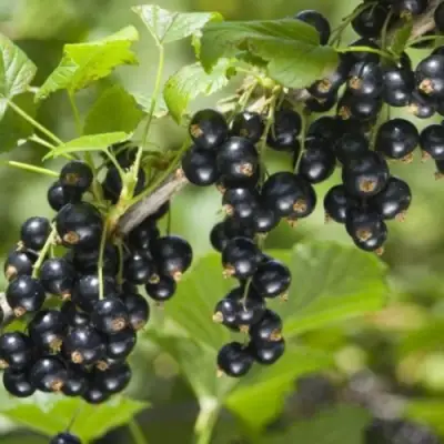 Смородина черная БЕН КОНАН в Солигорске