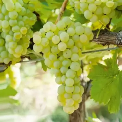 Виноград КИШМИШ МУСКАТНЫЙ в Солигорске