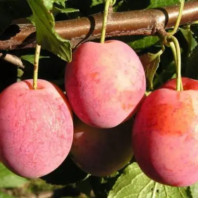 Слива ВИКТОРИЯ в Солигорске