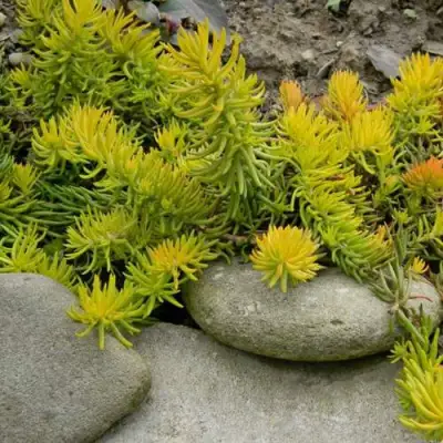 Очиток (седум) АНГЕЛИНА оттогнутый в Солигорске