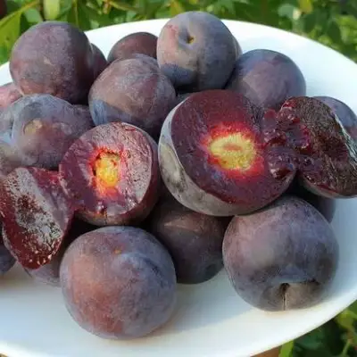 Сливово-вишневый гибрид МЕЙНОР в Солигорске