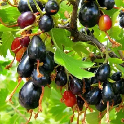 Смородина золотистая БОКАЛИНСКАЯ в Солигорске