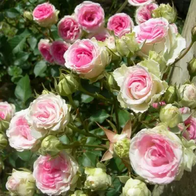 Роза МИМИ ЭДЕН спрей в Солигорске