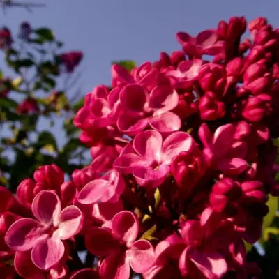 Сирень КРАСНАЯ МОСКВА в Солигорске