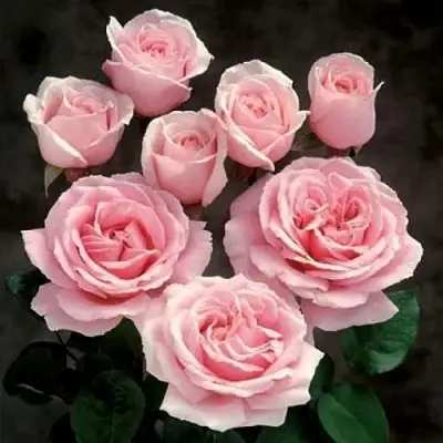 Роза ФРЕДЕРИК МИСТРАЛЬ чайно-гибридная в Солигорске