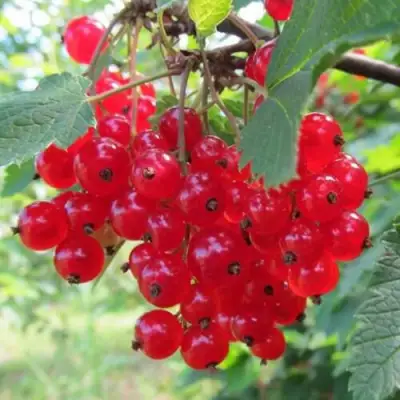 Смородина красная КРАСНАЯ АНДРЕЙЧЕНКО в Солигорске