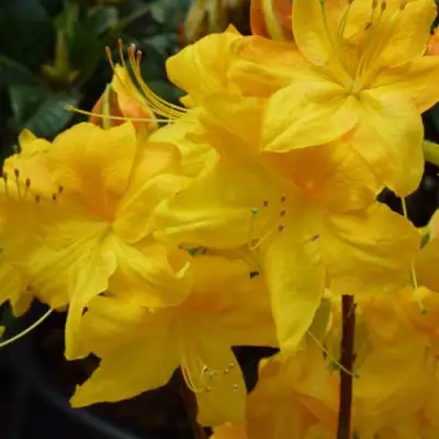 Азалия ЛИМЕТТА листопадная в Солигорске