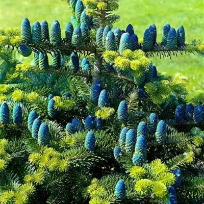 Пихта корейская  в Солигорске