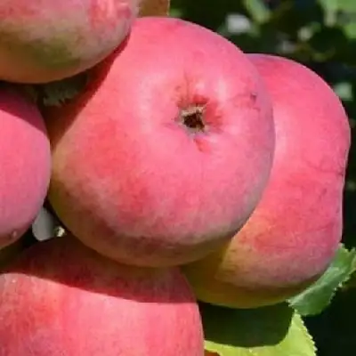 Яблоня ВЭМ-РОЗОВЫЙ в Солигорске