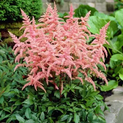 Астильба БРЕССИНГЕМ БЬЮТИ Арендса в Солигорске