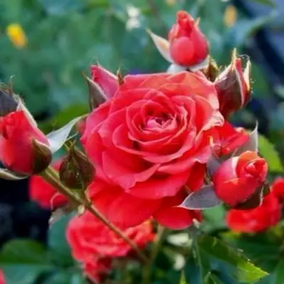 саженцы розы Миджет