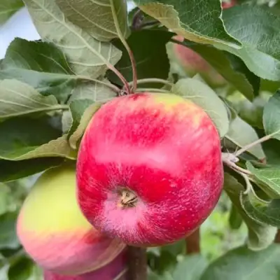 Яблоня АРБАТ колонновидная в Солигорске