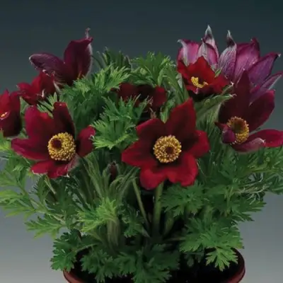 Прострел ПИНВИЛ РЕД ШЕЙДЕС в Солигорске