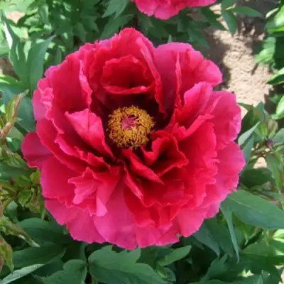 Пион КРАСНЫЙ ГИГАНТ древовидный в Солигорске