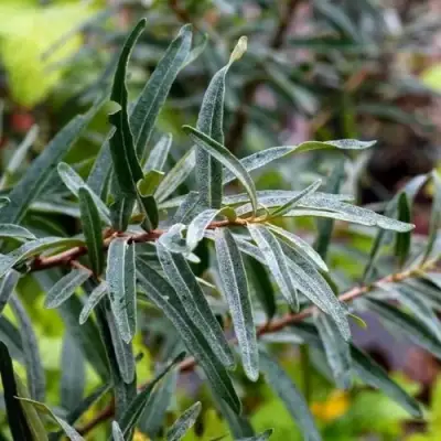 Облепиха АДАМ (МУЖСКАЯ) в Солигорске