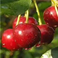 Дюк ПРЕВОСХОДНАЯ ВЕНЬЯМИНОВА в Солигорске