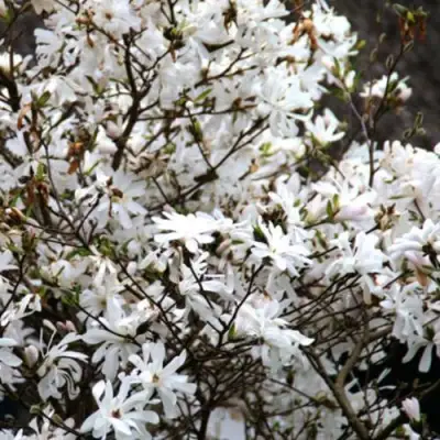 Магнолия СТЕЛЛАТА в Солигорске