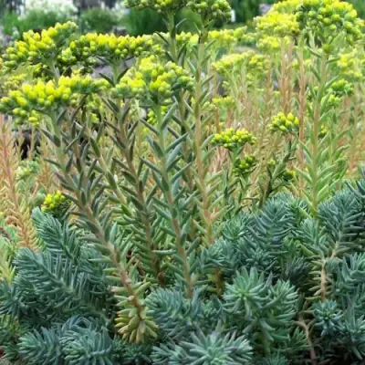 Очиток (седум) отогнутый в Солигорске