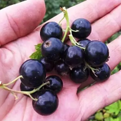 Смородина чёрная ГЕРКУЛЕС в Солигорске