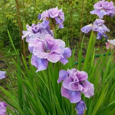 Ирис ХЭВИНГ ФАН сибирский в Солигорске