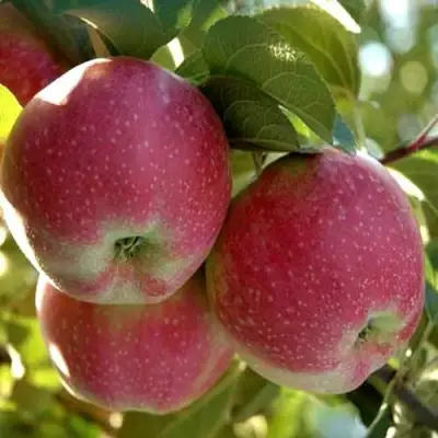 Яблоня АЛЬВА в Солигорске