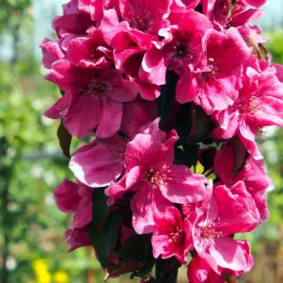 Яблоня МАЛИНОВОЕ ОЖЕРЕЛЬЕ колонновидная в Солигорске