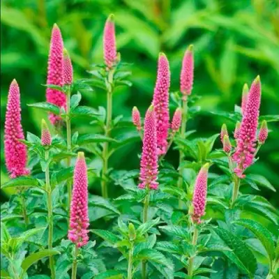 Вероника РОНИКА ФУКСИЯ в Солигорске