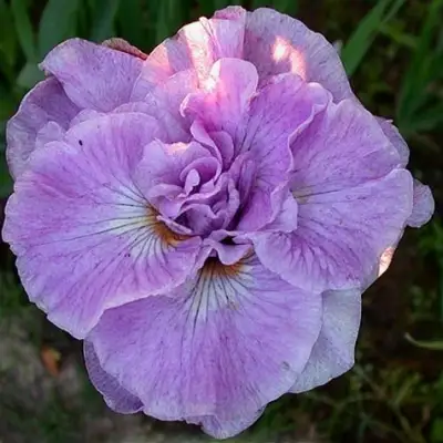 Ирис ИМПЕРИАЛ ОПАЛ сибирский в Солигорске