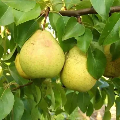 Груша ВЕЛИКАЯ ЛЕТНЯЯ (БОЛЬШАЯ ЛЕТНЯЯ) в Солигорске