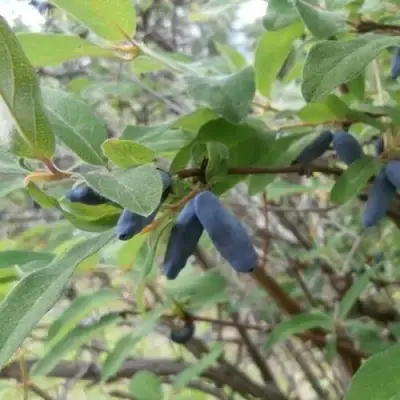 Жимолость съедобная ПУШКИНСКАЯ в Солигорске