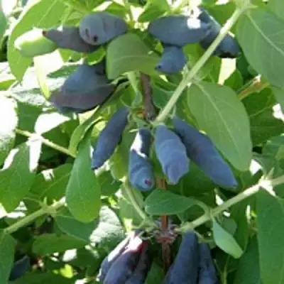 Жимолость съедобная НИМФА (ГАММА) в Солигорске