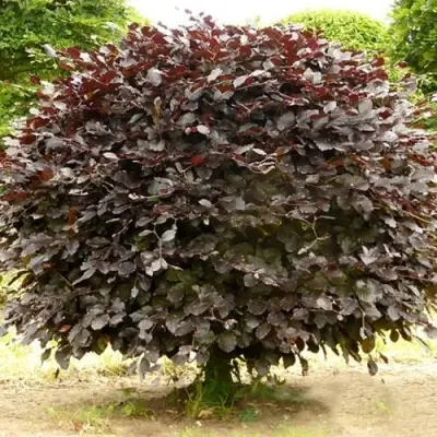 Бук лесной АТРОПУНИЦЕА в Солигорске