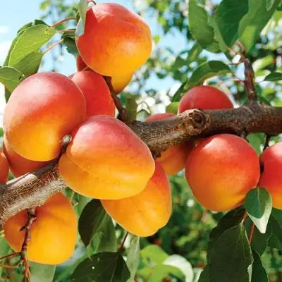 Абрикос ТРИУМФ СЕВЕРНЫЙ в Солигорске