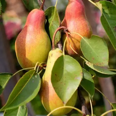 Груша РУССКАЯ КРАСАВИЦА (КРАСАВИЦА ЧЕРНЕНКО) в Солигорске